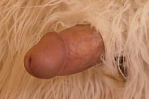日本毛茸茸人妻